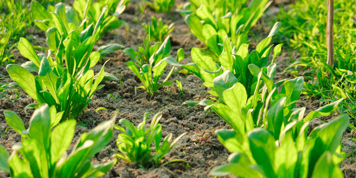 Spinach Growing